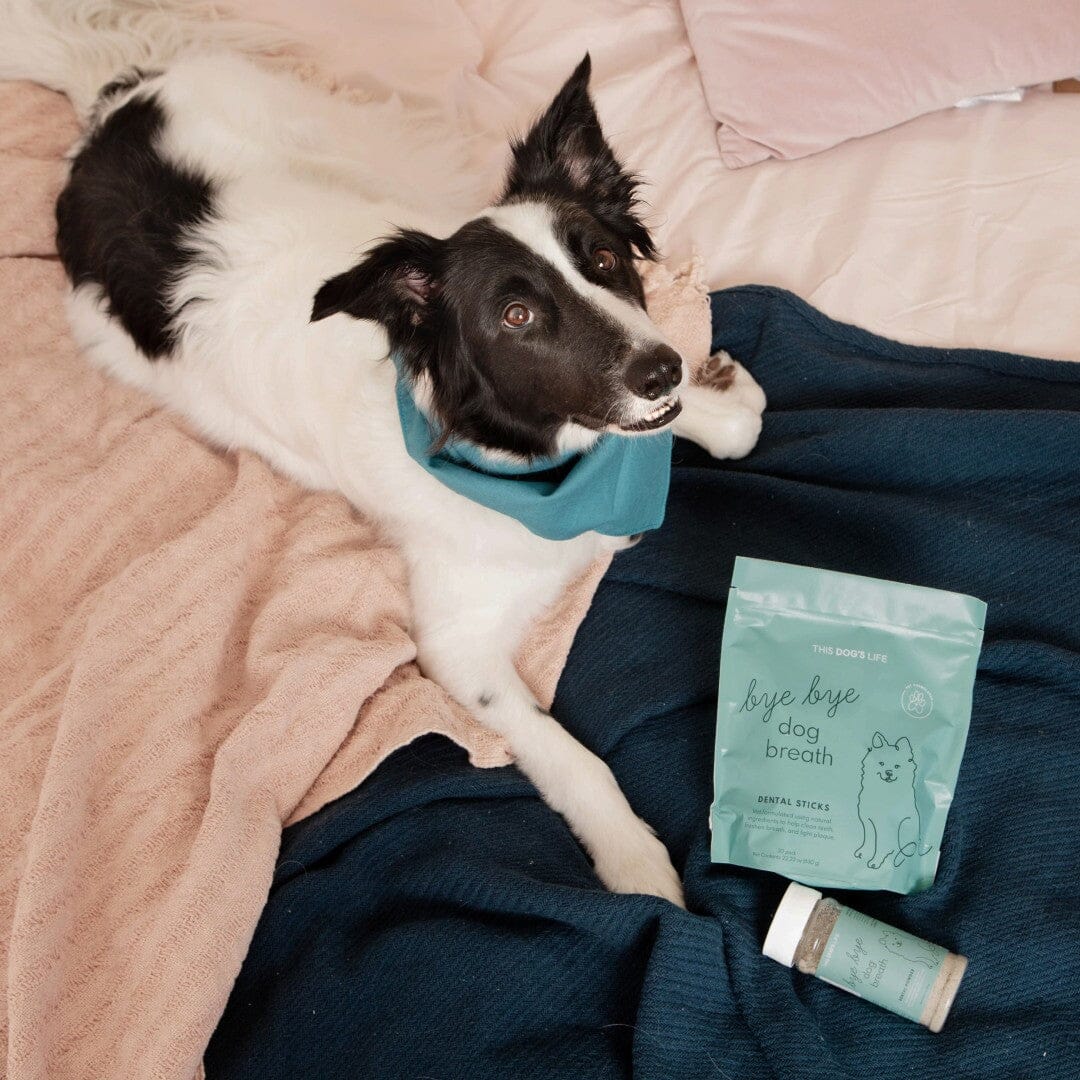 Bye Bye Dog Breath® Dental Kit