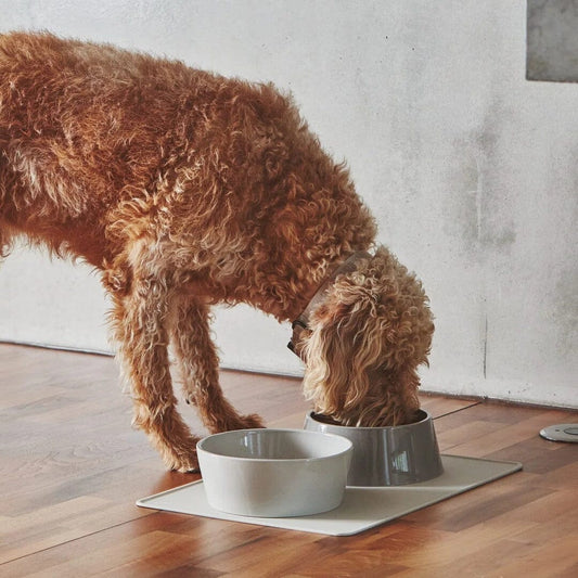 Doppio Dog Bowl Set in Nougat