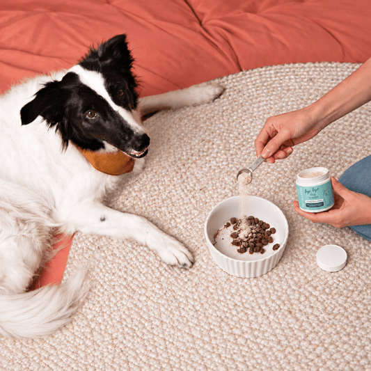 Advanced Bye Bye Dog Breath® Dental Powder (60 g / 2.1 oz)
