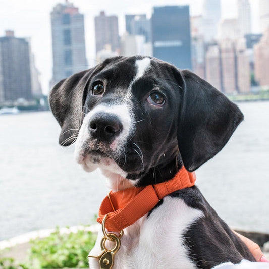 Martingale Eco-Friendly Collar in Moss Green