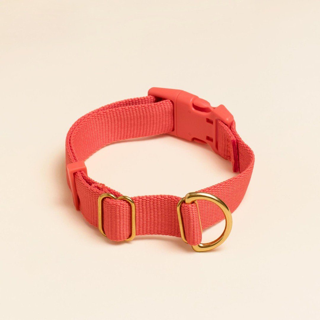 Everyday Eco-Friendly Collar in Sky Blue