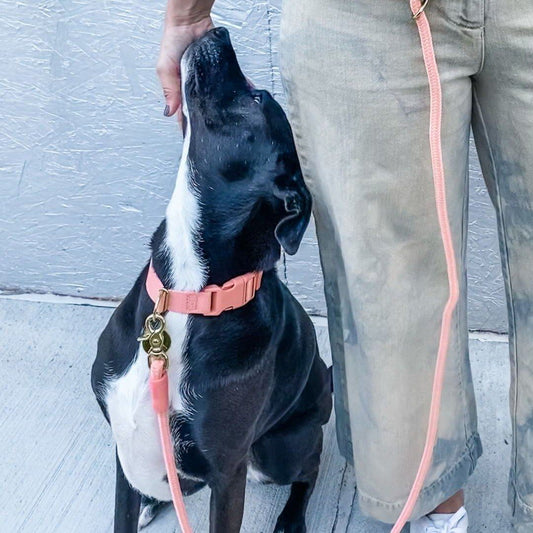 Everyday Eco-Friendly Collar in Peachy Pink