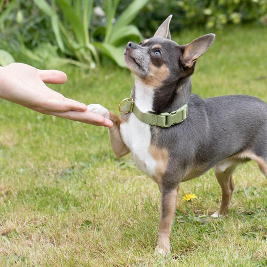 Everyday Eco-Friendly Collar in Moss Green
