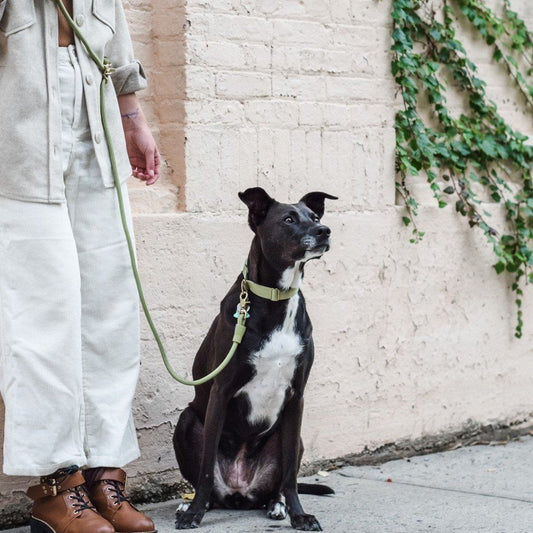 Eco-Friendly Infinity Leash in Moss Green