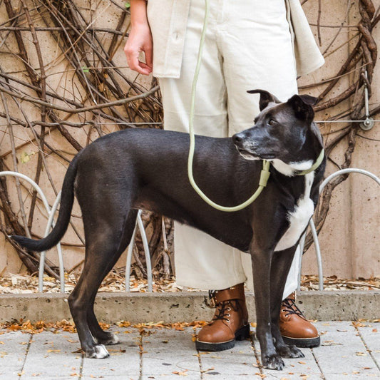 Eco-Friendly Infinity Leash in Navy Blue