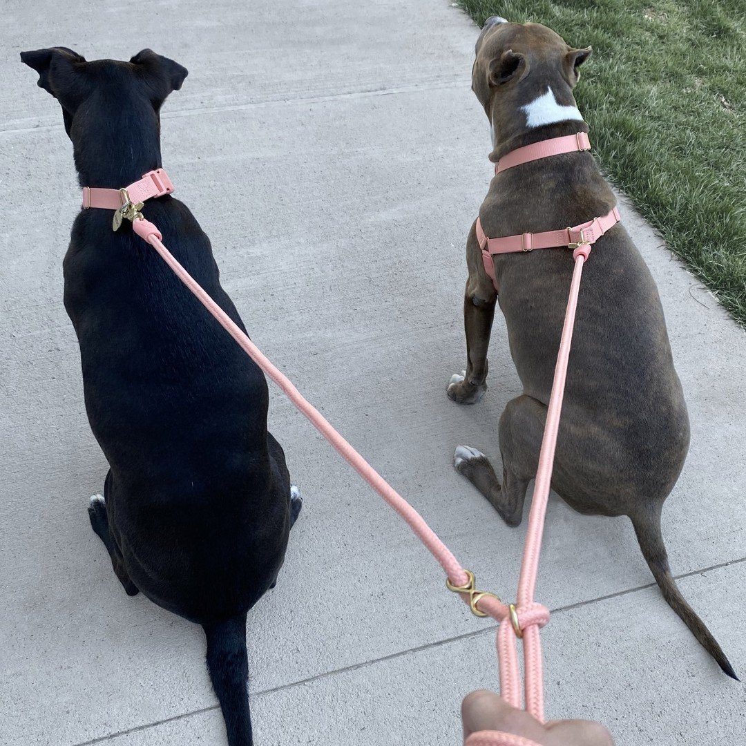 Eco-Friendly Infinity Leash in Black