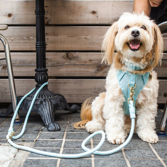 Multi-Clip Eco-Friendly Huggie Harness in Navy Blue