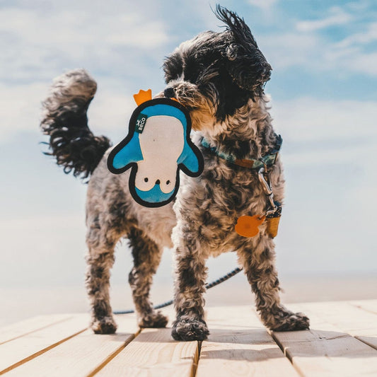 Small Eco-Friendly Penguin Squeaky Toy