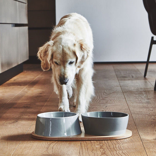 Doppio Dog Bowl Set in Concrete