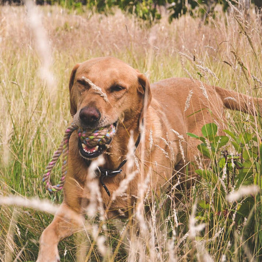 Natural Hemp Rope Ball With Loop Toy