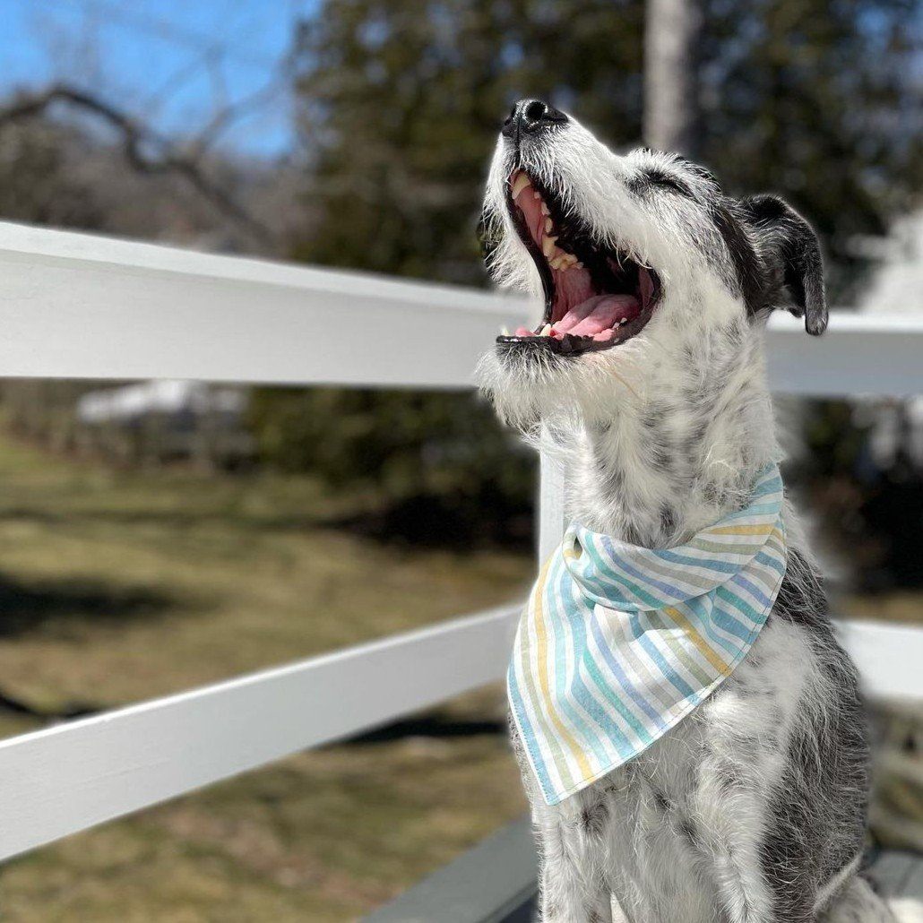 Linen Dog Bandana in Beach Stripe