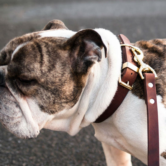 The Essential Classic Leather Collar in Coffee Brown - This Dog's Life