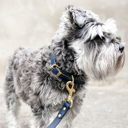 The Essential Classic Leather Collar in Navy Blue - This Dog's Life