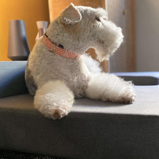 Adjustable Wool Blend Dog Collar in Coral Pink Pattern - This Dog's Life