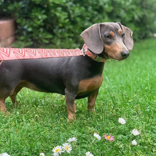 Wool Blend Leash in Coral Pink Pattern - This Dog's Life