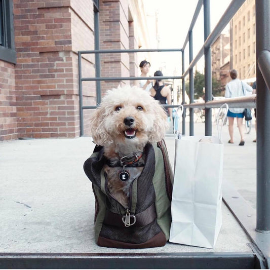 Mesh Panel Airline-Approved Dog Carrier in Orange and Brown - This Dog's Life