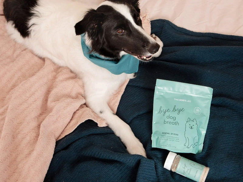Bye Bye Dog Breath® Dental Kit