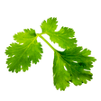 Parsley