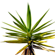 Yucca Schidigera Extract