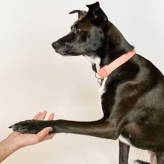 Everyday Eco-Friendly Collar in Black