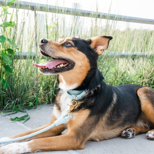 Martingale Eco-Friendly Collar in Sky Blue