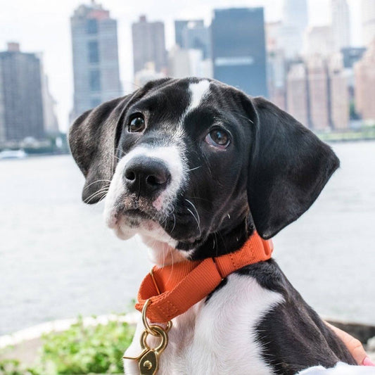 Martingale Eco-Friendly Collar in Spicy Red