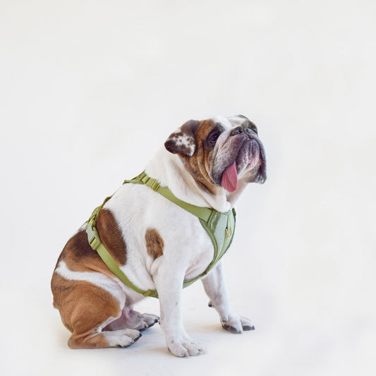 Multi-Clip Eco-Friendly Huggie Harness in Black
