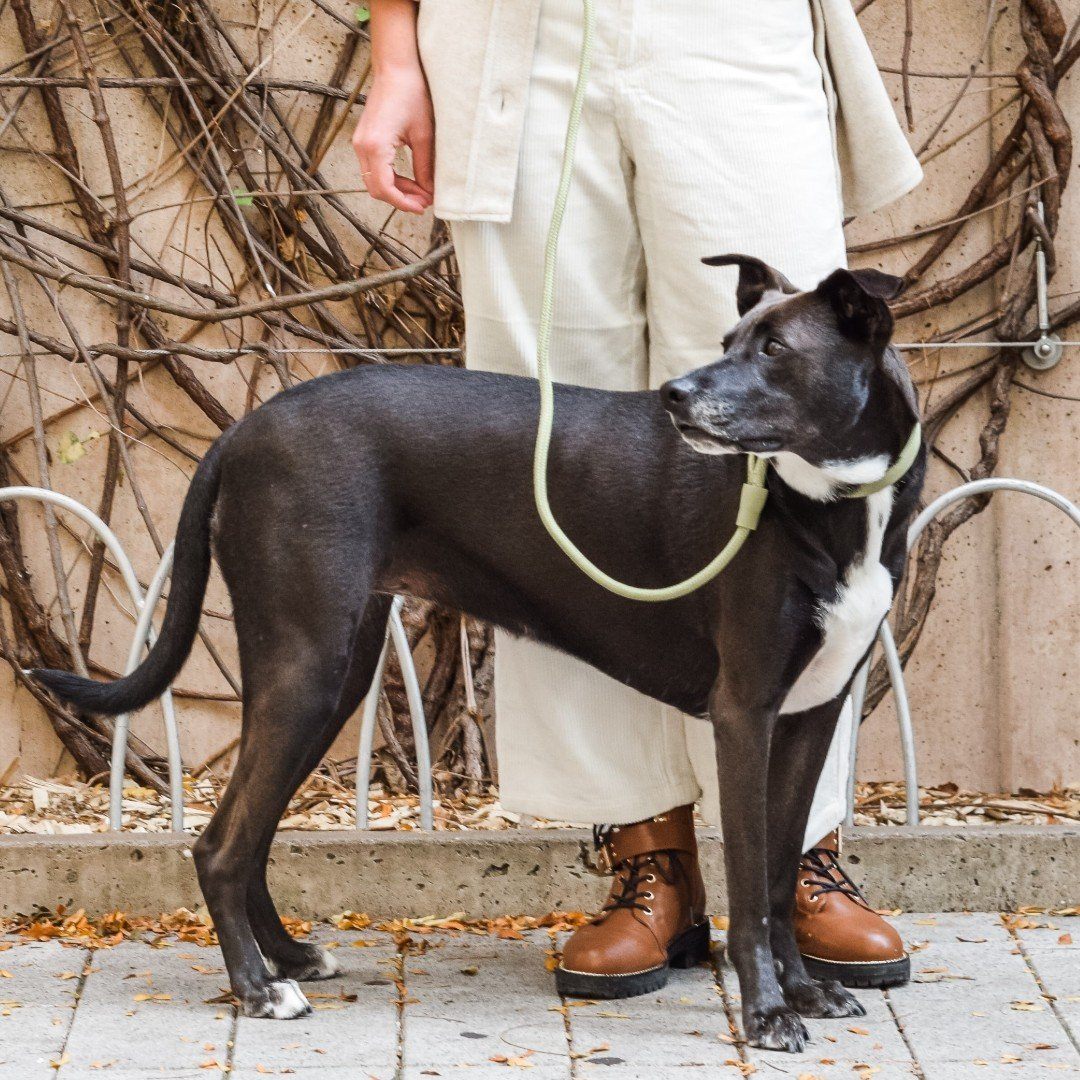 Eco-Friendly Infinity Leash in Navy Blue