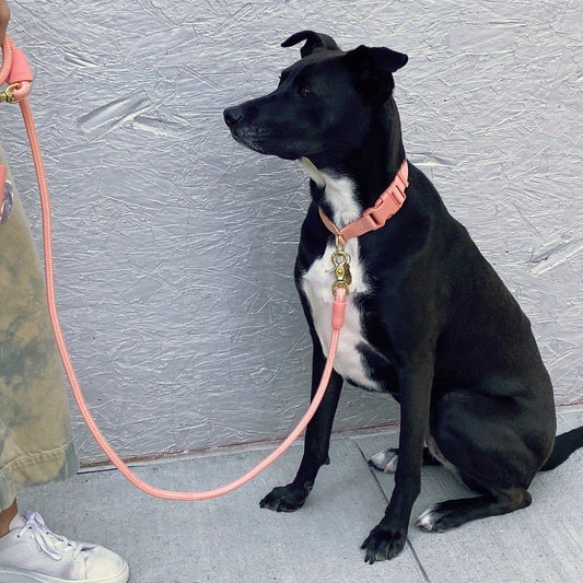 Eco-Friendly Infinity Leash in Peach Pink