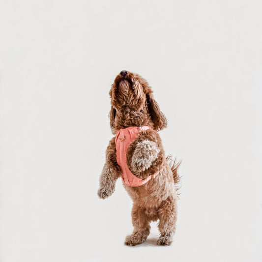 Multi-Clip Eco-Friendly Huggie Harness in Peachy Pink