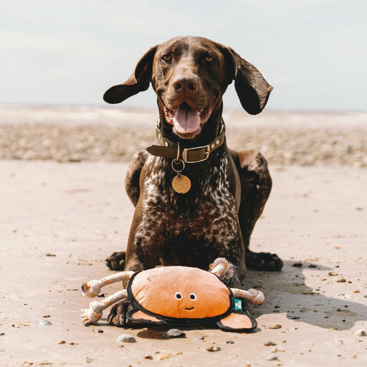 Large Eco-Friendly Crabby Squeaky Toy