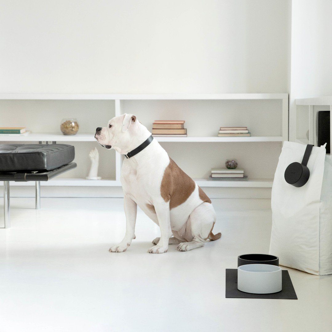 Classic Essential Dog Bowl in Deep Charcoal Gray