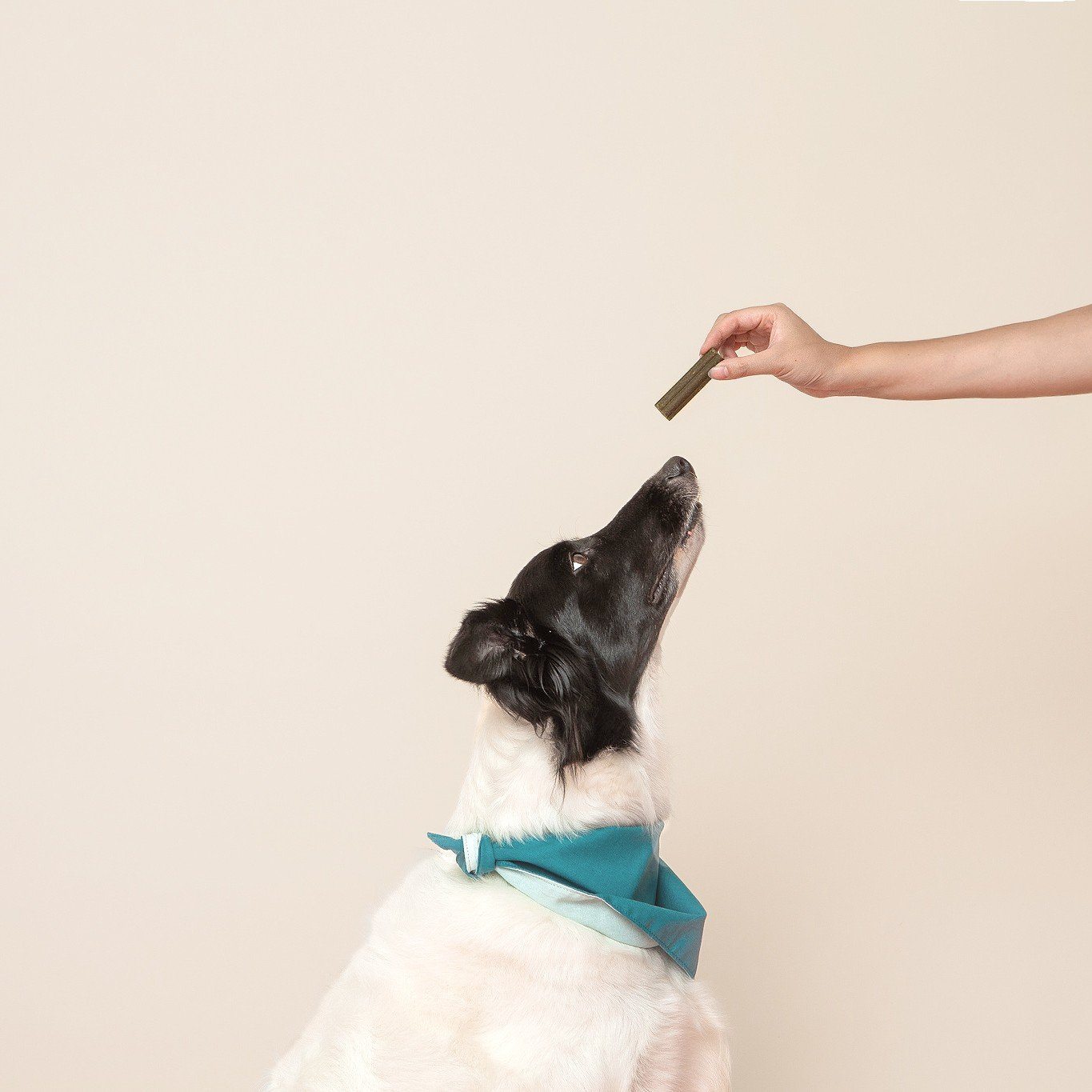 Bye Bye Dog Breath Dental Sticks - This Dog's Life