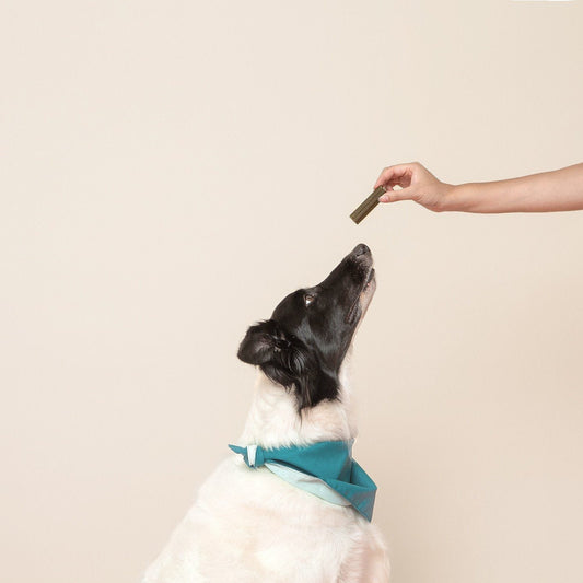 Bye Bye Dog Breath Dental Sticks - This Dog's Life