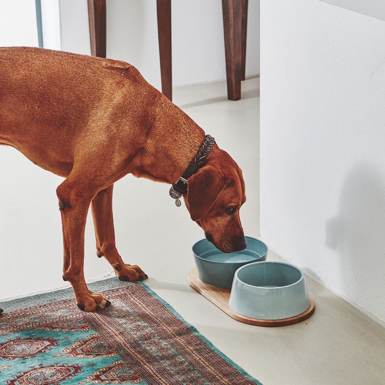Doppio Dog Bowl Set in Concrete