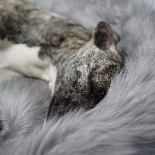 Ultimate Faux Fur Dog Blanket in Silver - This Dog's Life