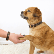 Vegan Leather Dog Collar and Matching Bracelet in Gold Polka Dots - This Dog's Life
