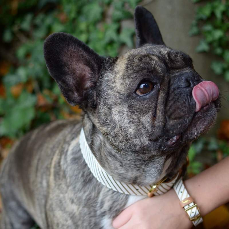 Vegan Leather Dog Collar and Matching Bracelet in Gold Stripe - This Dog's Life