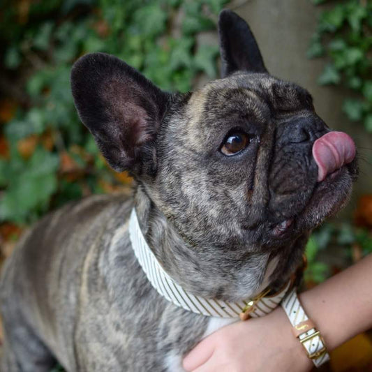 Vegan Leather Dog Collar and Matching Bracelet in Gold Stripe - This Dog's Life