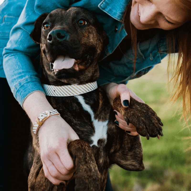 Vegan Leather Dog Collar and Matching Bracelet in Gold Stripe - This Dog's Life