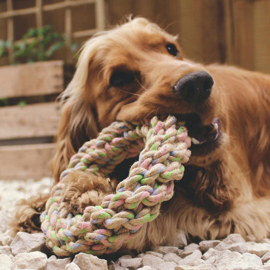 Natural Hemp Braided Circle Dog Toy
