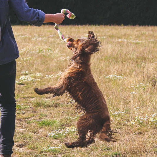 Natural Hemp Squeaky Rope Dog Toy