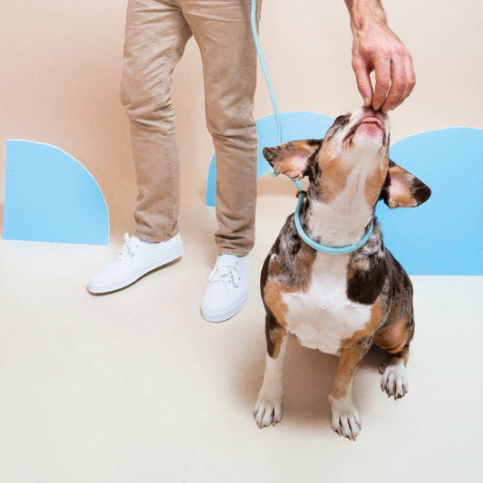 Eco-Friendly Infinity Leash in Sky Blue