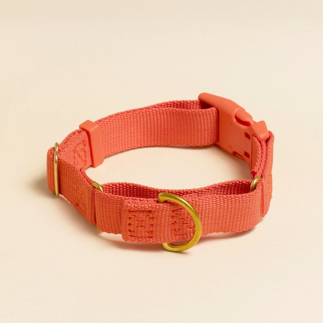 Martingale Eco-Friendly Collar in Sky Blue
