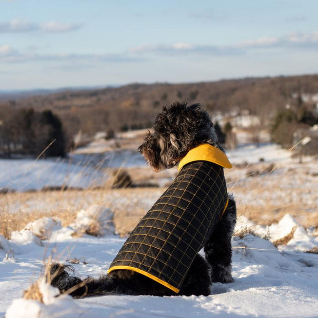 Reversible Waterproof Quilted Dog Jacket in Sunshine Yellow and Black