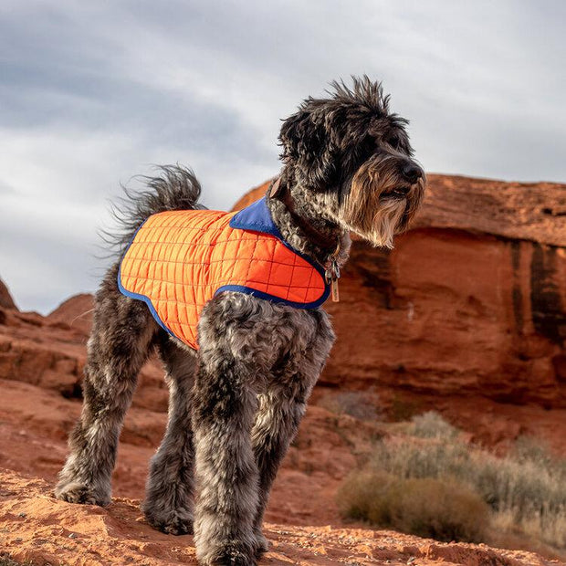 Reversible Waterproof Quilted Dog Jacket in Royal Blue and Bright Orange