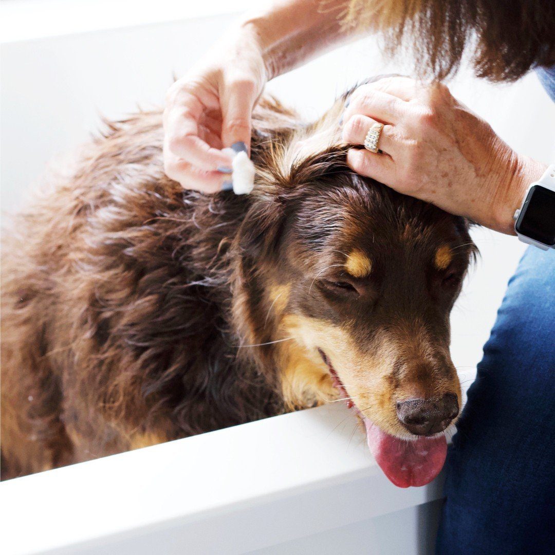 Natural Ear Relief Wash for Dogs