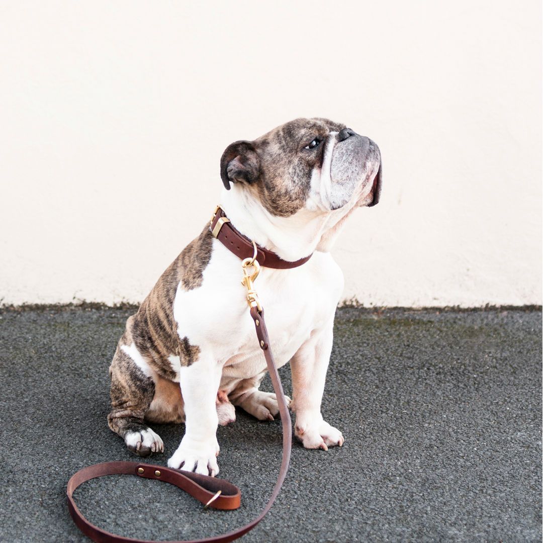The Essential Classic Leather Leash in Coffee Brown - This Dog's Life