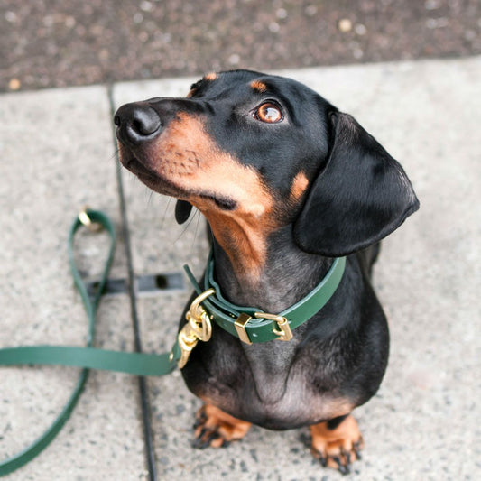 The Essential Classic Leather Collar in Jade Green - This Dog's Life