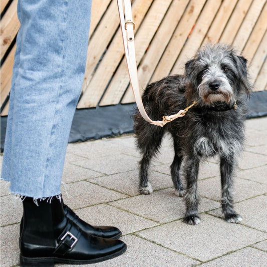 The Essential 5-in-1 Leather Leash in Nude - This Dog's Life